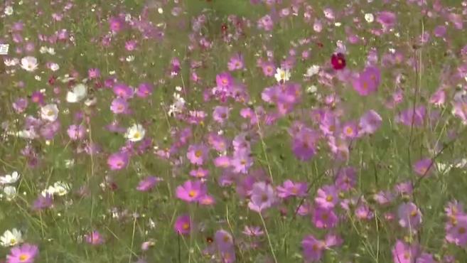 [图]红河开远:凤凰山下添花海 花开缱绻春日长