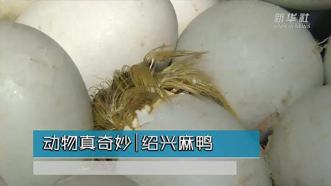 动物真奇妙|绍兴麻鸭