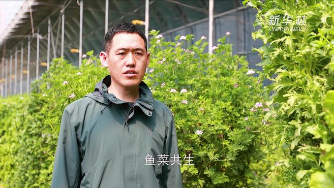 山东聊城:“鱼菜共生”打造生态高效农业新样板