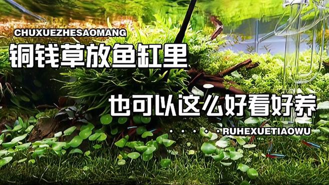 拿点盆栽铜钱草,扔到鱼缸里没想到会这么好看