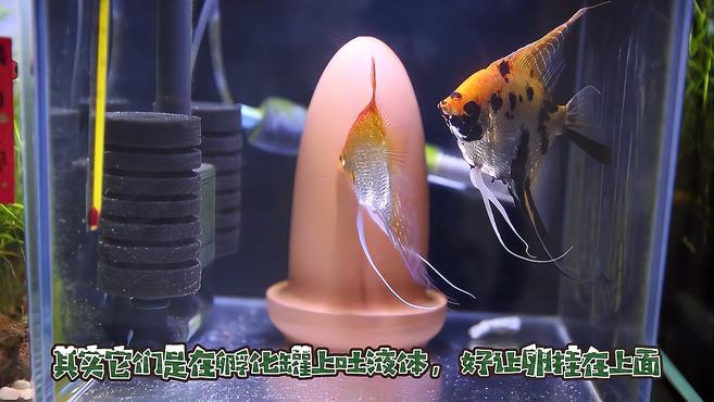 燕鱼真能生宝宝,为了它们我家都添置十口鱼缸了