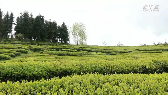 农历三月三:地菜鸡蛋已沸腾 茶乡擂茶正飘香