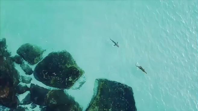 顶级掠食者的相遇!鳄鱼被鲨鱼尾随 “不厌其烦”只好上岸