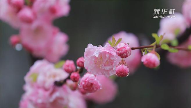 [图]春雨润花唯美图