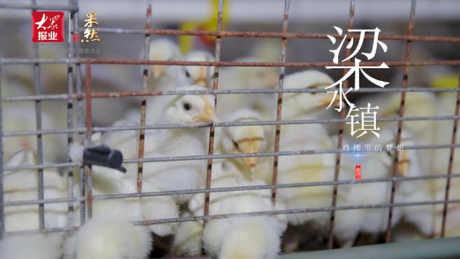 果然视频I年出栏百余万只!东昌府区梁水镇镇养鸡棚里的奋斗故事