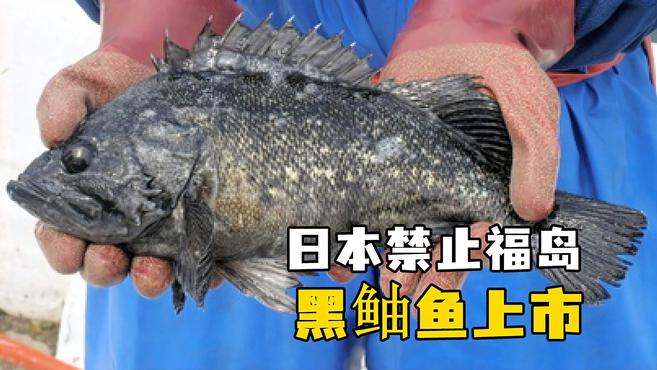 日本禁止福岛黑鲉鱼上市 体内放射性物质超标2.7倍