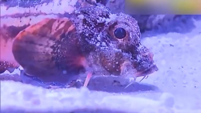 全球首次!日本水族馆展出活体笠子鱼