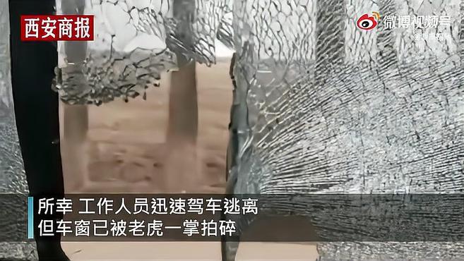 黑龙江鸡西“虎出没”咬伤群众拍碎车窗,正无人机布控合围中