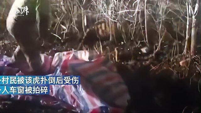 鸡西伤人东北虎已被控制,系野生成年东北虎