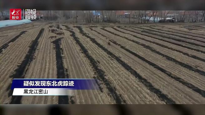 黑龙江一东北虎进村咬伤村民 直击合围抓捕现场