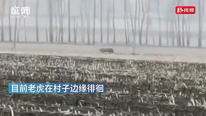 野生东北虎进村了 背后反映了我国显著的生态治理成果