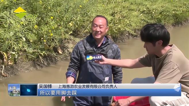 冬眠结束甲鱼上市 仿野生养殖价格高