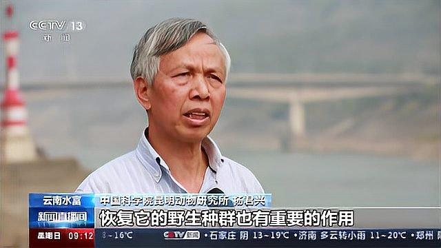 云南水富:20余万尾珍稀特有鱼类放流金沙江