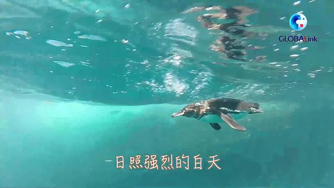 全球连线|世界企鹅日:为了避暑,“鹅”拼了!