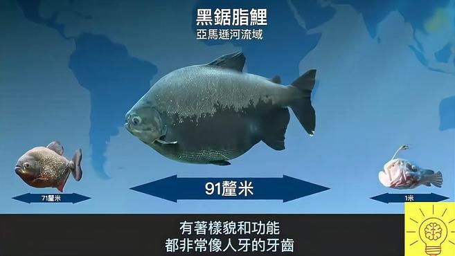 连巨齿鲨都害怕的海洋生物