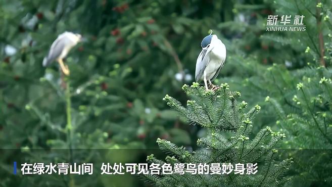 [图]绿水青山地 处处鹭鸟飞