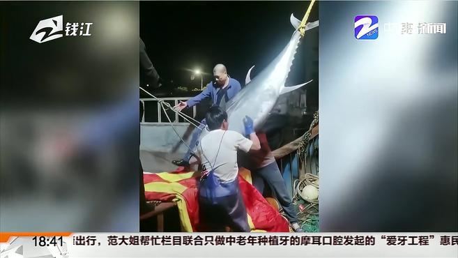 伏休归港渔船带回“巨无霸”:680斤蓝鳍金枪鱼东海难见 一到港就被10万元买走