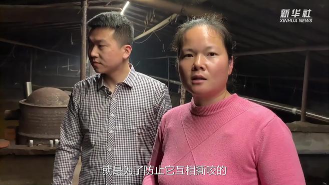 “90后”村支书教你铁锅炖鳄龟