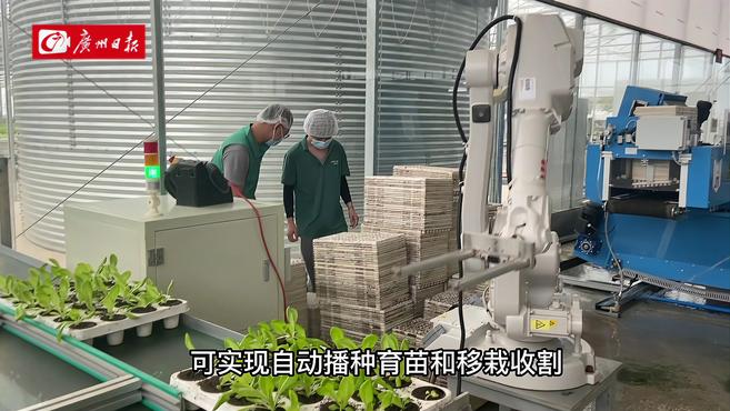 空中草莓园、轨道机器人……蔬菜大棚变身“无人工厂”?