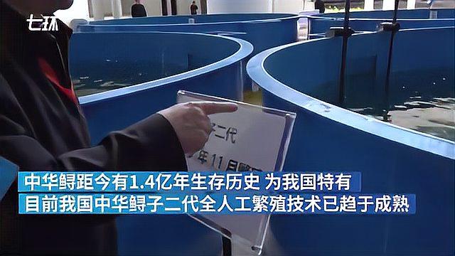 沿着高速看中国丨保护长江水生生物多样性的“三峡方案”:给它们安个家