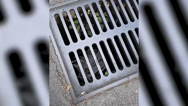 点赞!美国女子从下水道里救出被困的一窝小鸭子