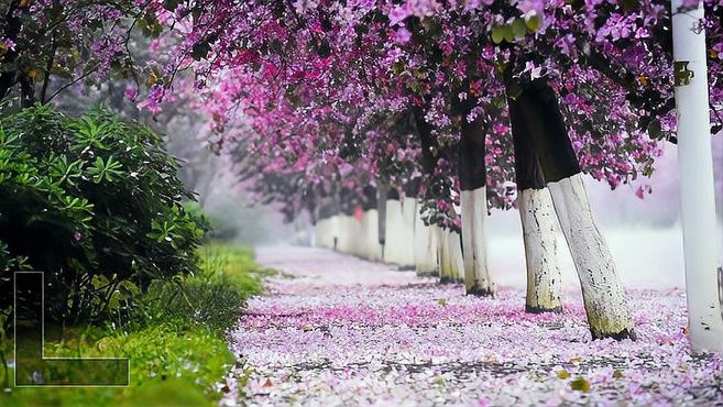 [图]“酸雨之都”柳州如何逆转为紫荆花城?