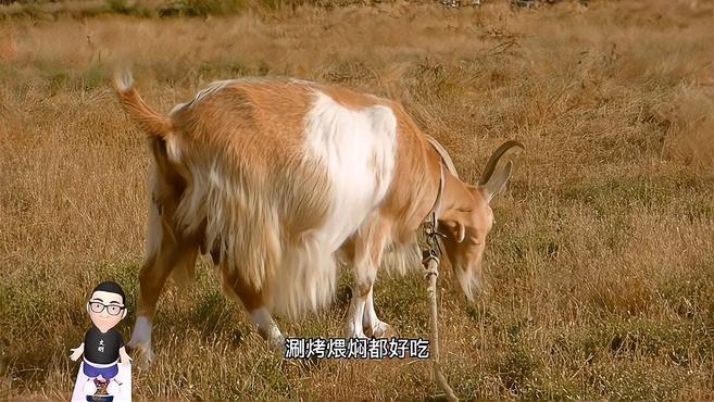 如何辨别真假羊肉?