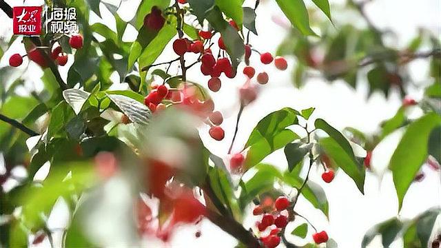 快讯:“百年初心 樱你而来”第26届北宅樱桃节于5月13日开幕