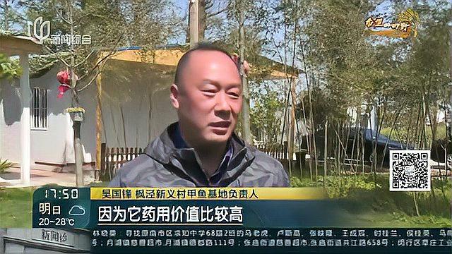 “菜花甲鱼”新上市 体量肥壮品质好