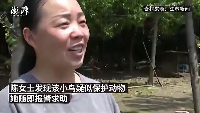 狗子立功了!牧羊犬叼回的受伤小鸟是保护动物