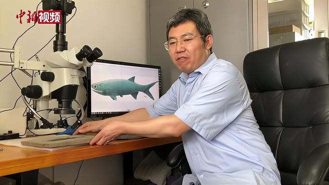 快来看!科学家发现2.44亿年前古鱼化石“张氏翼鳕”