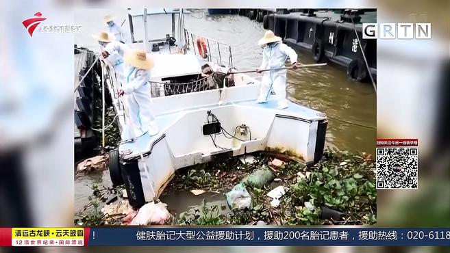 广州黄埔珠江惊现1.6吨腐肉 臭气熏天难忍受 环卫工穿防护服清理