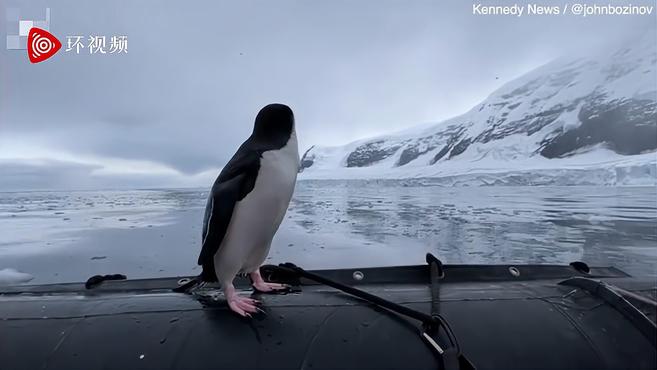南极洲罗斯海一只企鹅跳上游客船只 与游客一起欣赏美景
