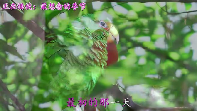 [图]《最想念的季节》《月光小夜曲》《李香兰》《梦里水乡》经典音乐