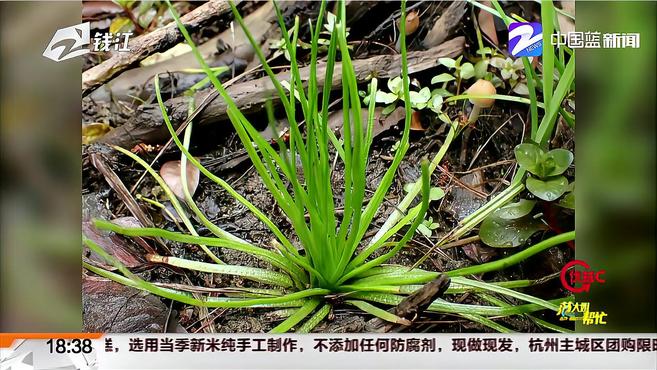数亿年前的植物活化石!临安发现特大野生莼菜和中华水韭群落