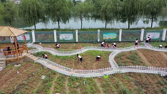 小学生在校内种开心农场:3亩地种满各种蔬菜,卖菜钱当班费