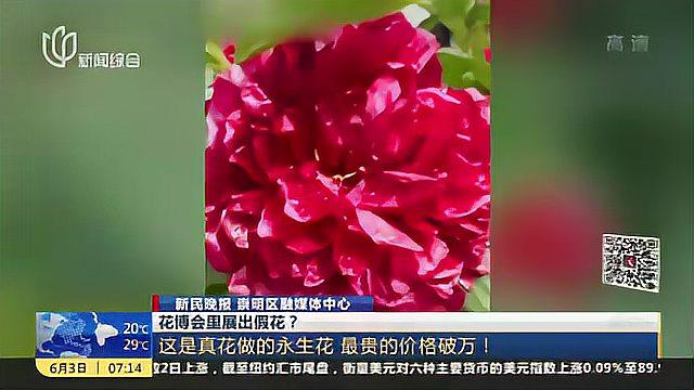 花博会里展出假花?这是真花做的永生花 最贵的价格破万!