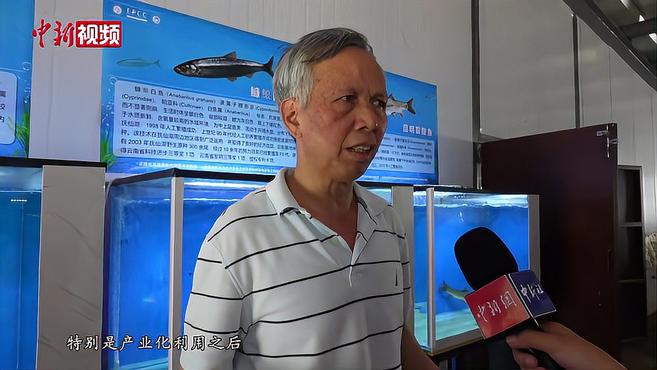 云南濒危“土著鱼”:实现从保护到可持续利用的突破