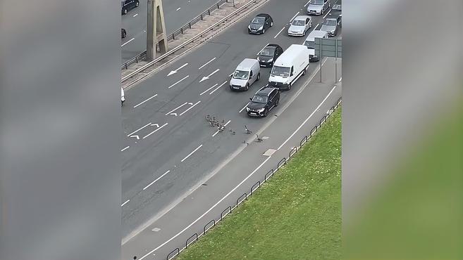 好有爱!英国一群鹅大摇大摆过马路 汽车纷纷停下让路