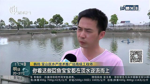 宝山临长江 近水得佳鱼:“长江回鱼”标准化养殖 今年13.3万尾孵化成苗