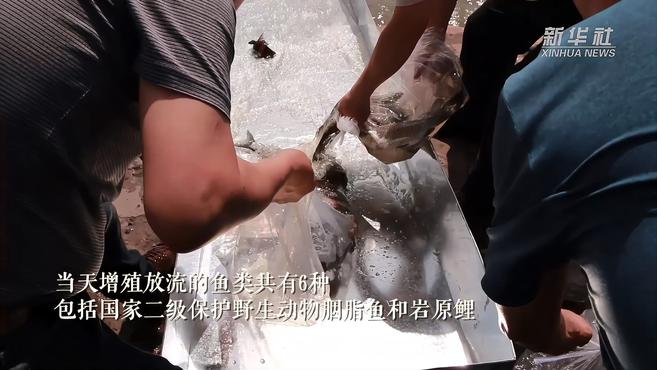 重庆在长江增殖放流120万余尾珍稀鱼