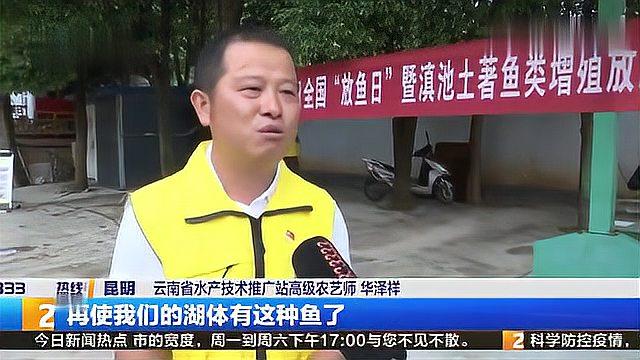 全国“放鱼日”10万尾金线鲃放流滇池