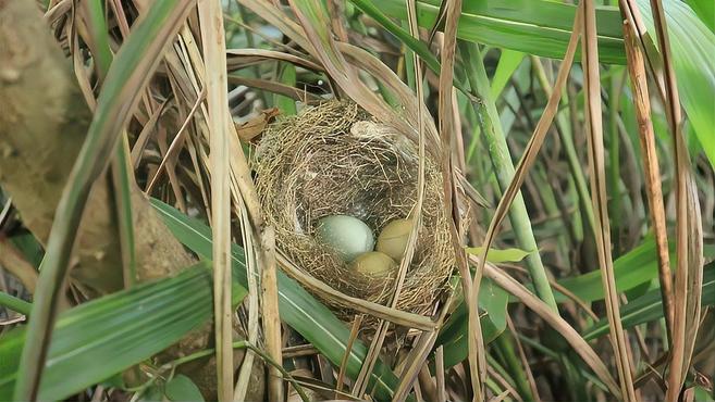 农村大姐到野外去找鸡枞菌,在杂草丛生的树林里发现一个野鸡窝
