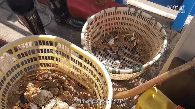 他为何把鱼又倒回大海?请看舟山岛民如何与大海和谐共生