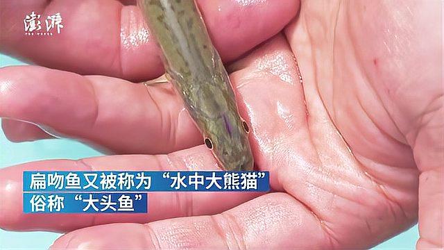 五万尾扁吻鱼放流新疆博斯腾湖,每条都有专属“身份证”