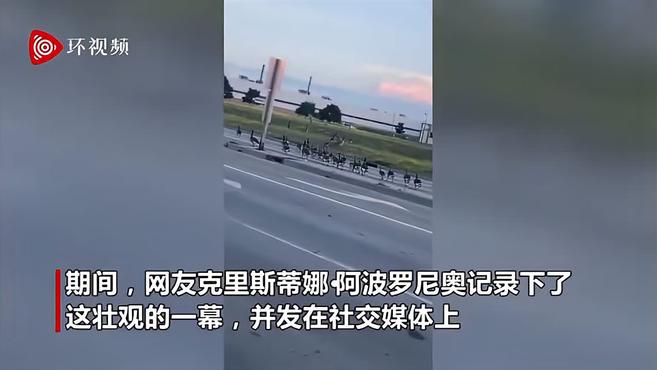 加拿大网友拍到超大一群鹅过马路 队伍太长堵塞交通