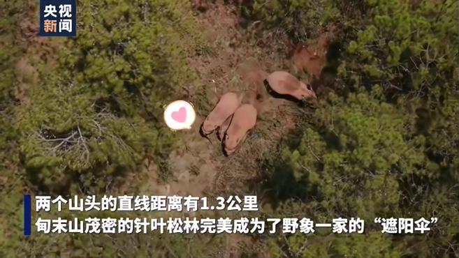 小象亮“绝技”扭屁股蹭蹭蹭,竟是为了……