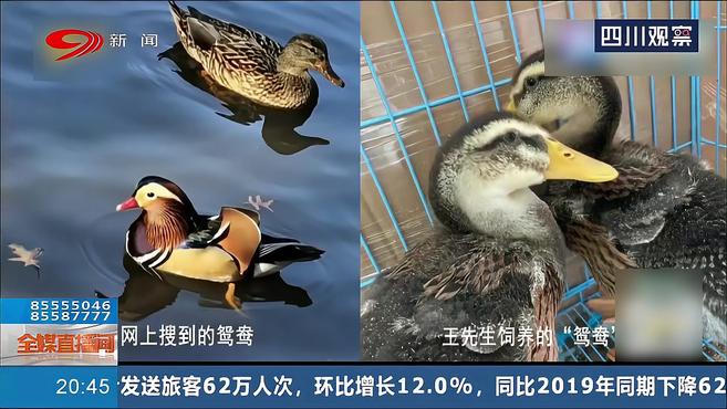 买“鸳鸯”如何变鸭子?商家委屈:它的确是鸳鸯鸭