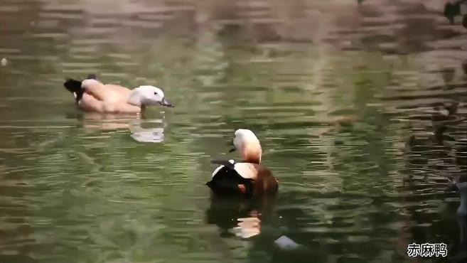 视频|泰山惊现呆萌赤麻鸭,叫声萌化一众游客