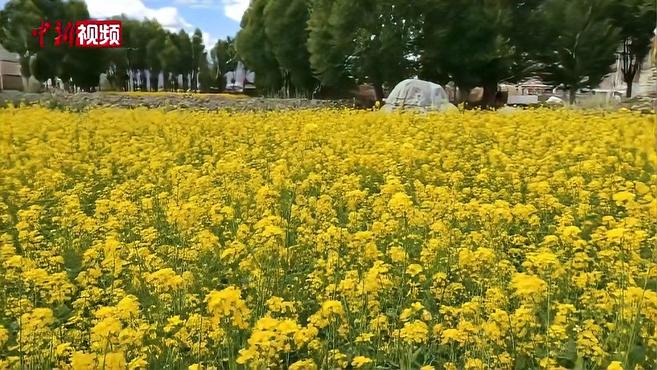 高原油菜花6月方开 拉萨河谷风光宜人